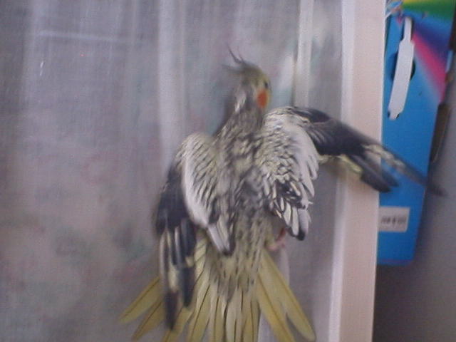 aile Chico apres.JPG