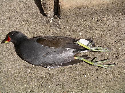 oiseau mort.JPG