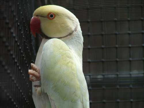 collier superbe mutation.jpg