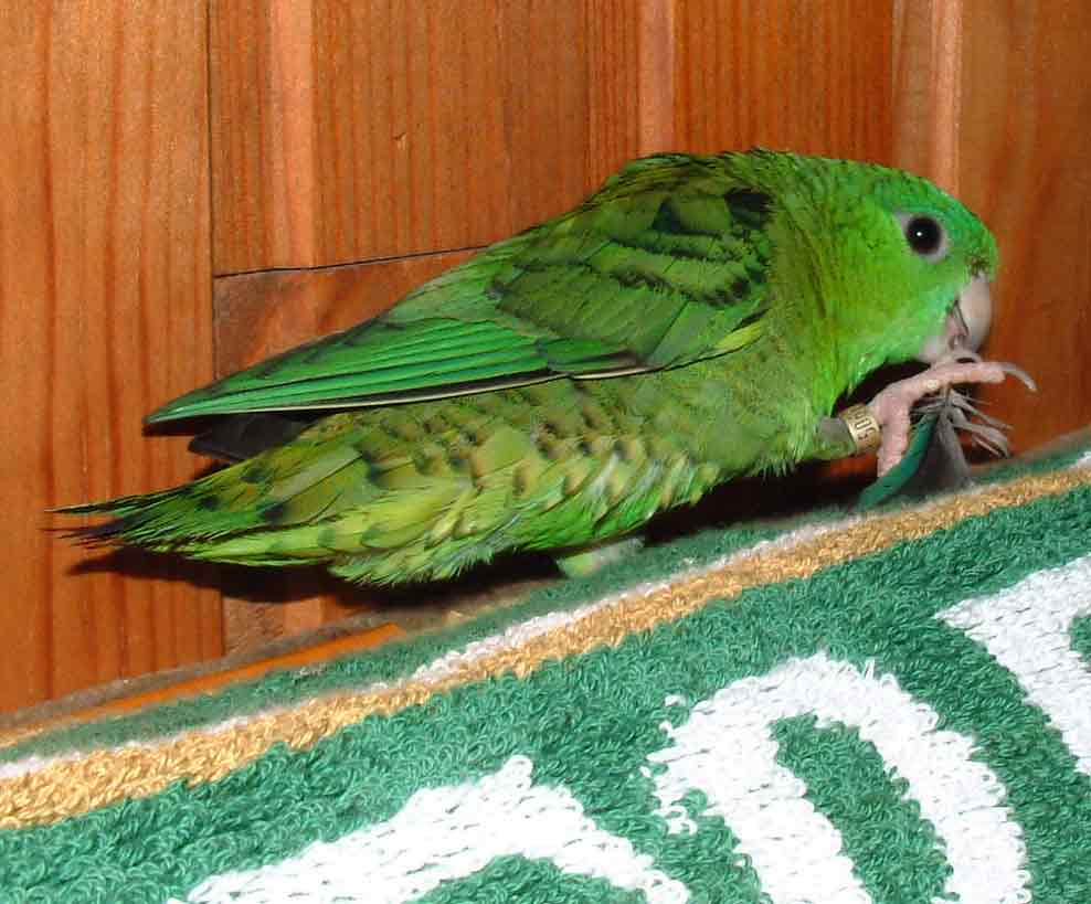 Lilou3.jpg