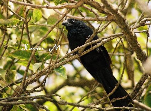 oiseau noir libre zoo poi.jpg