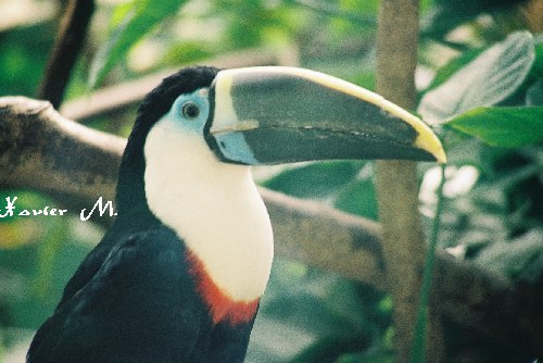 toucan 2 TB zoo poi.jpg