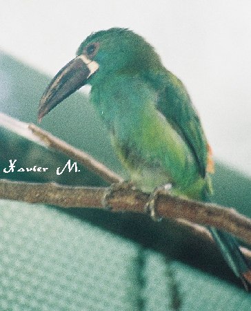 toucanet emeraude 2 zoo poi.jpg