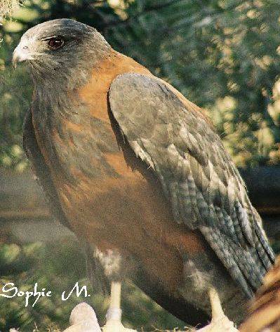 aigle des andes zoo Lima 2 poi.jpg