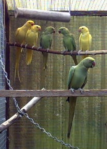 envole BB luti vert 1.jpg