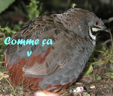 caille mÃ¢le.jpg