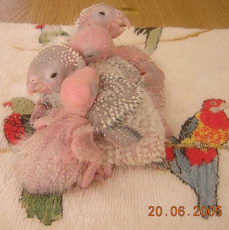 bÃ©bÃ©s3.jpg