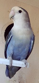 M bleu.jpg