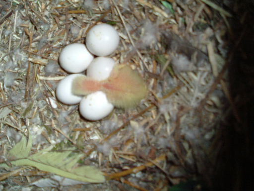 souris.JPG