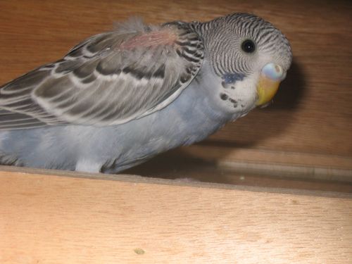 100_0035.JPG