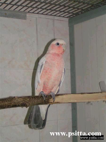 Rosalbin.jpg
