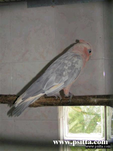 Rosalbin1.jpg