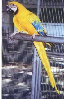 goldararauna.jpg