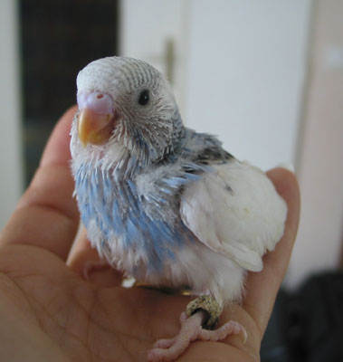 PIAF_copie.jpg