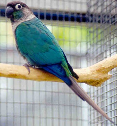 MOLINAE BLEU.jpg