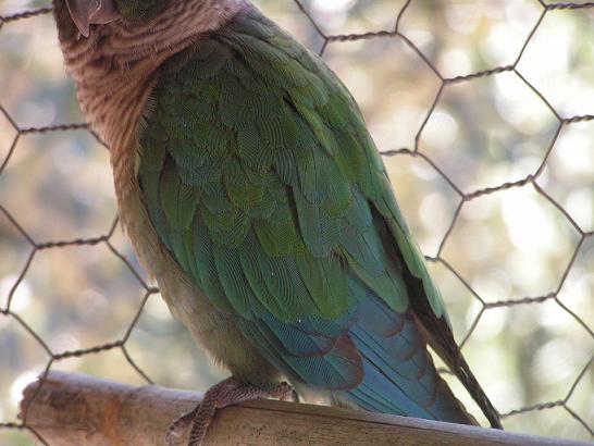plumage male.JPG