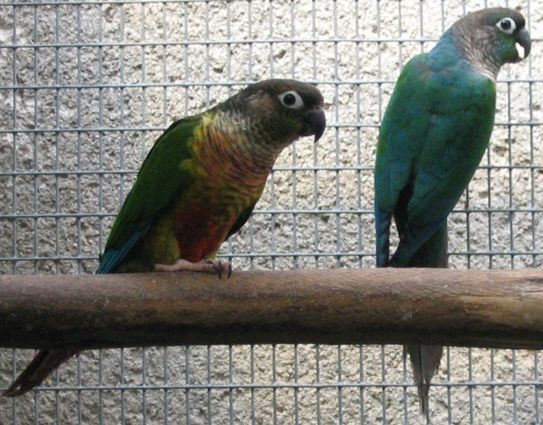 bleu et hypo.jpg