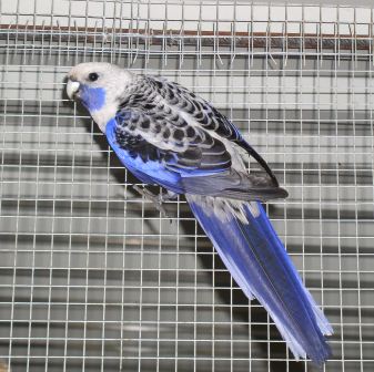 Mr Pennant bleu.JPG