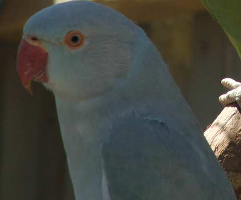 Bleu cinamon.jpg