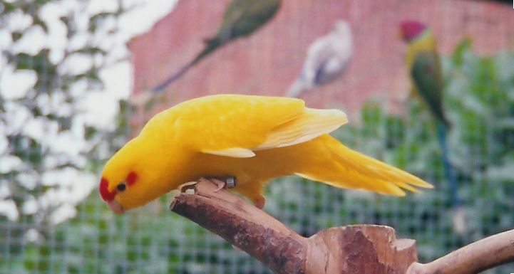 kakariki jaune.jpg