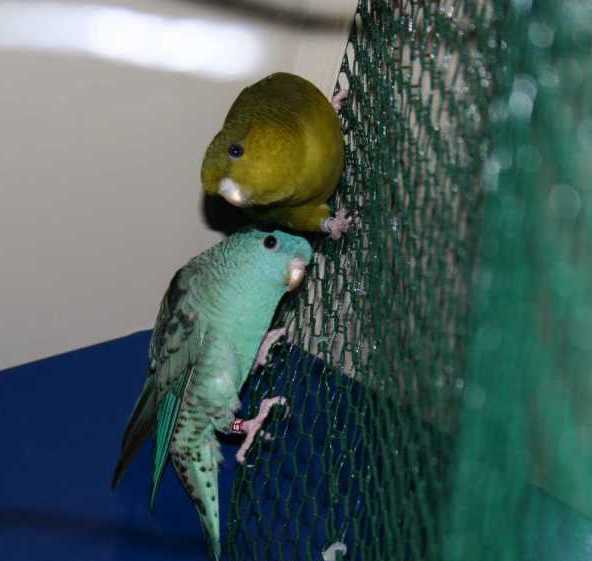 kiwi_oasis.jpg