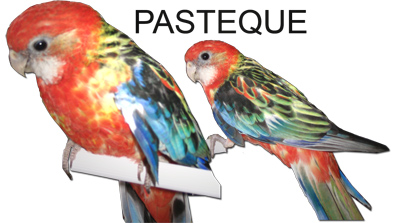 pasteque.jpg