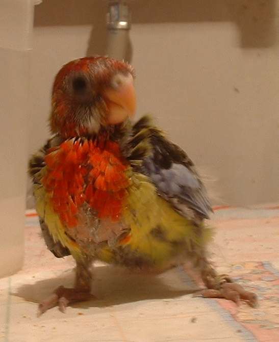 BIRDY.jpg