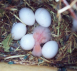 zorra_bebe3_002.jpg