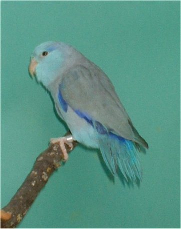 cÃ©leste bleu.jpg