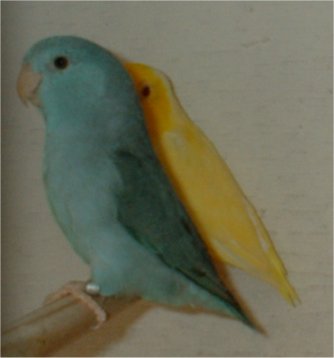 lutino + bleue.jpg