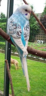 oscar_003.jpg
