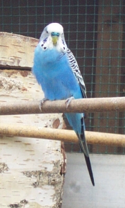 rambo_002.jpg