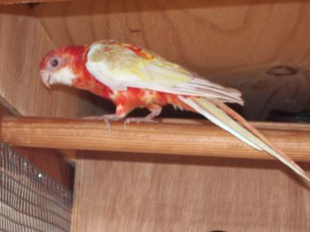 femelle omnicolore rubino.JPG