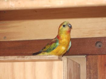 mÃ¢le croupion opaline.JPG