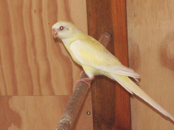 femelle croupion lutino.JPG