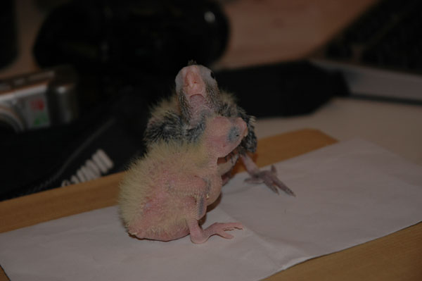 DSC_1987.jpg