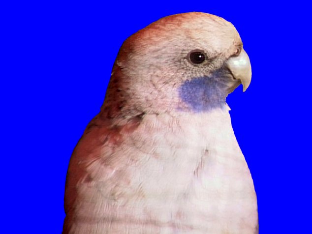 pennant bleu.jpg