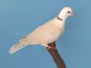 blond-ivory-small.jpg