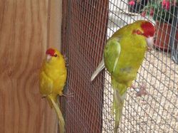 couple de kakariki.JPG