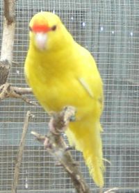 1618femelle lutino.jpg