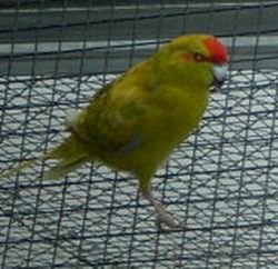 PDR_1623 kakariki cinnamon2.jpg