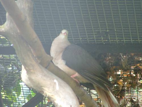 pigeon rose rÃ©duit.jpg