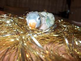 Resize of 31-12-2003-10001.jpg