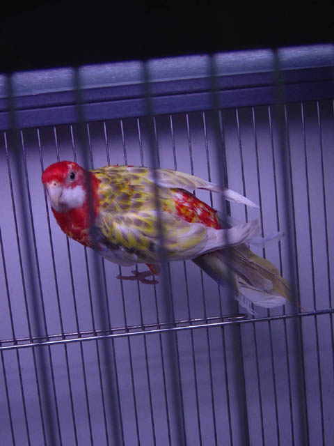 Omnis Cinnamon Opaline Ailes blanches 23-09-2005 006.jpg