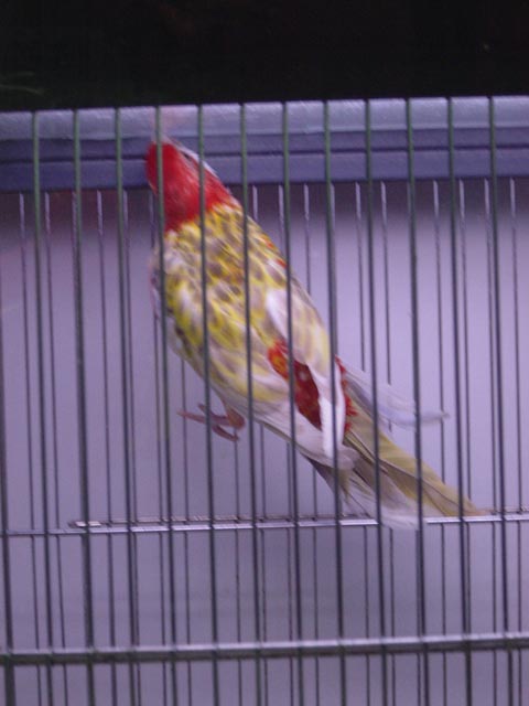Omnis Cinnamon Opaline Ailes blanches 23-09-2005 002.jpg