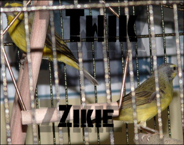 Birdz.jpg