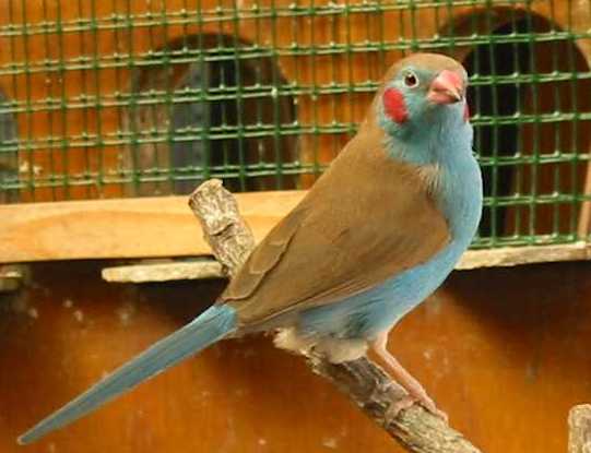 cordon bleu.jpg