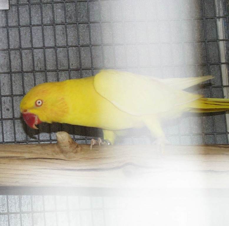 RED LUTINO.jpg