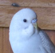 bleu clair.jpg