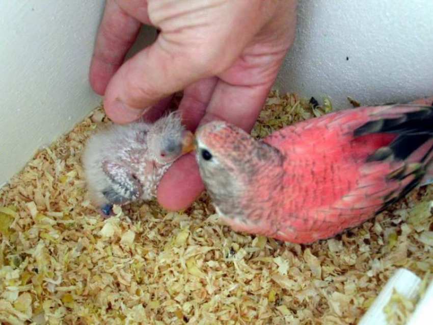 Poupette15jdim.jpg